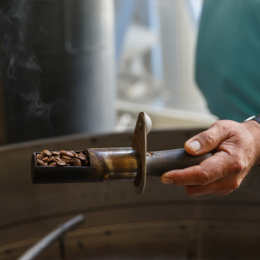 Hand holding a roaster sampling scoop filled with fresh coffee beans