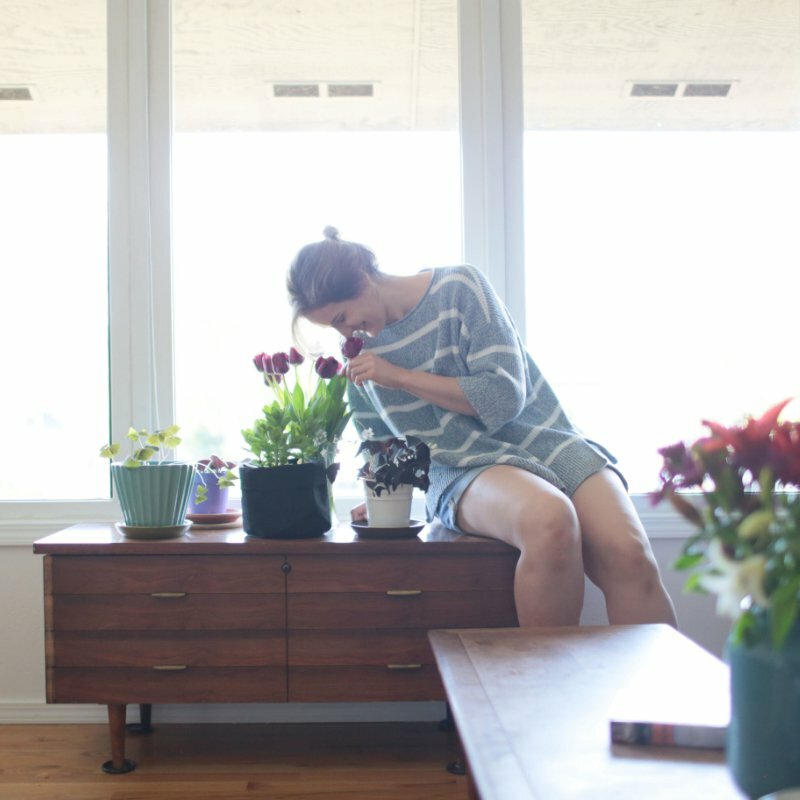 Woman tending potted tulips and plants on a wooden credenza by sunlit windows