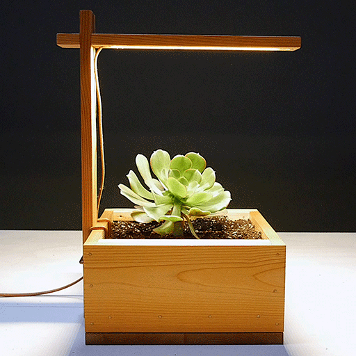 Wooden countertop planter box with a green succulent under a built-in grow light
