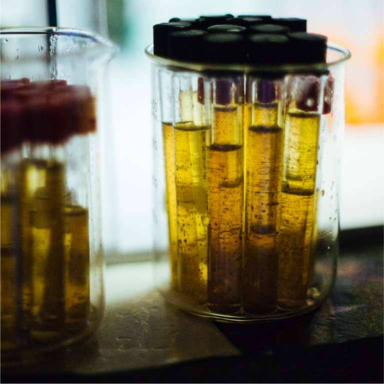 Beakers holding test tubes of amber yeast samples in the ColdFire brewing lab