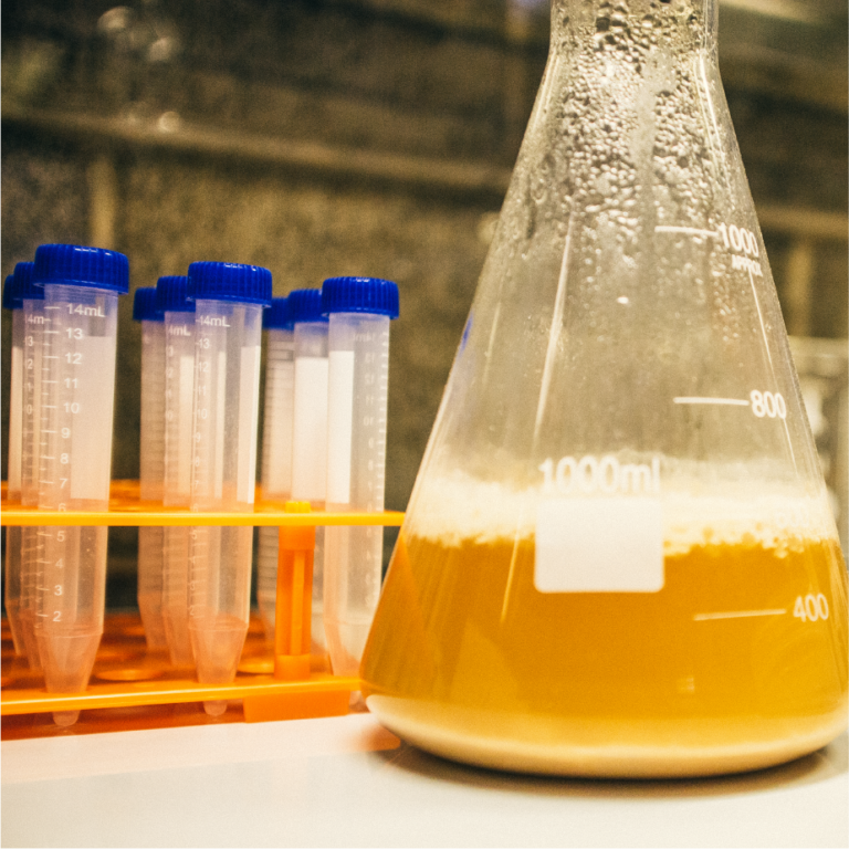 Erlenmeyer flask of yeast starter beside capped sample tubes in the ColdFire lab