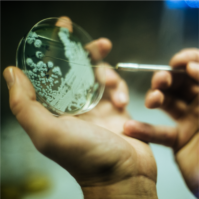 Hand holding a petri dish of yeast or bacteria culture while sampling with a loop at ColdFire's lab