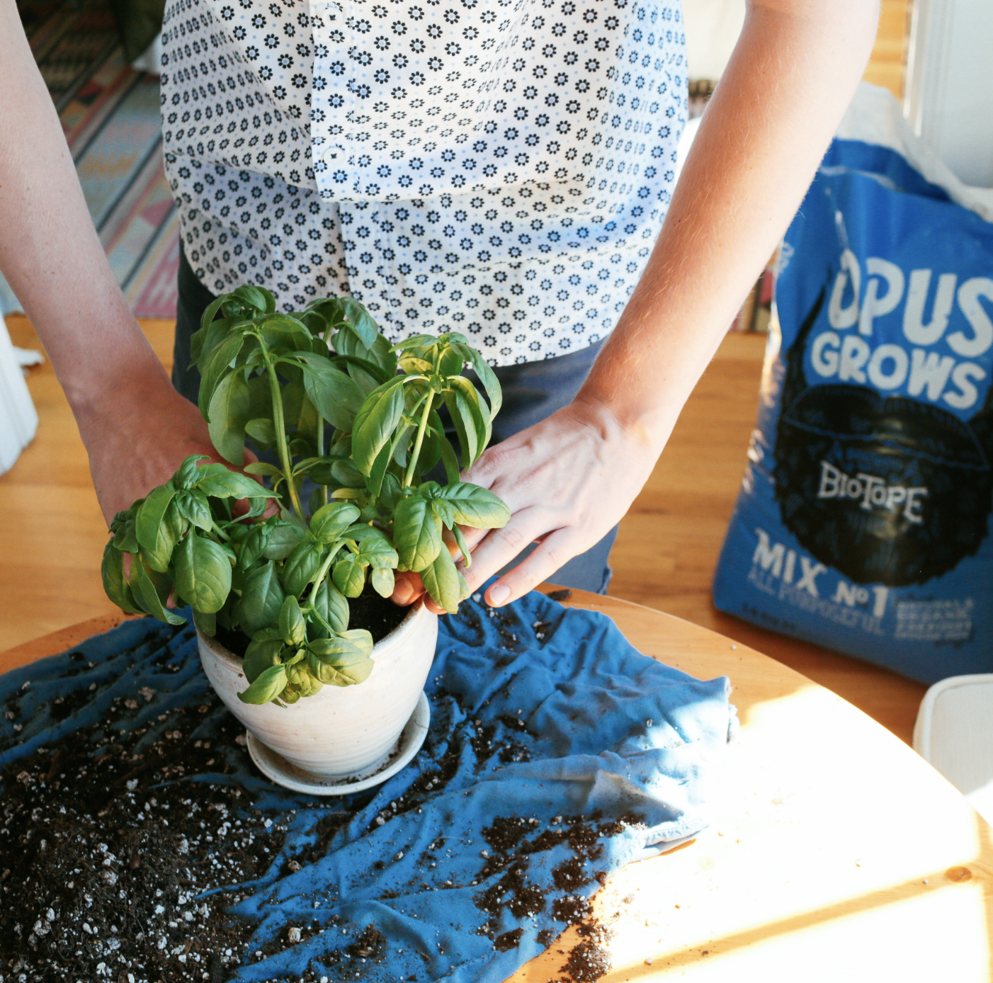 Person repotting a basil plant on a table beside an Opus Grows Bio-Tope Mix No.1 bag