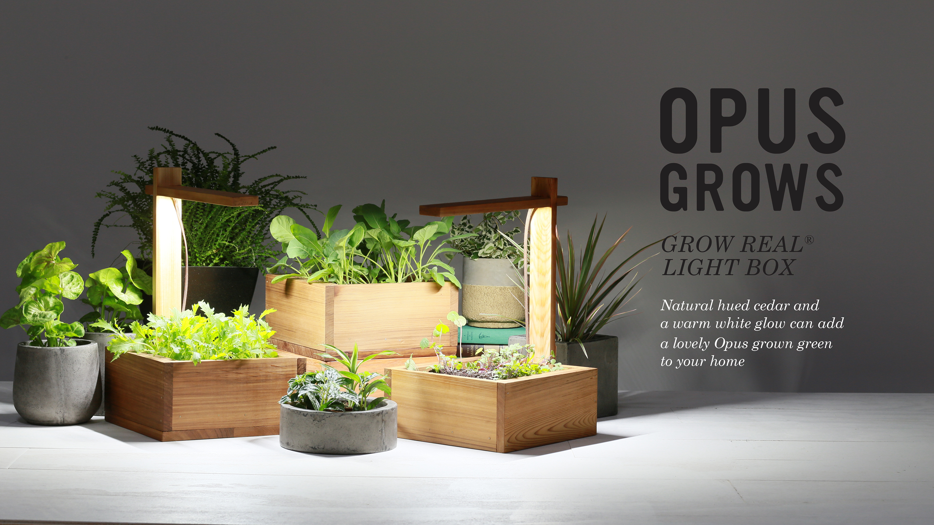 Opus Grows Grow Real light boxes in cedar planters with herbs and plants on a table