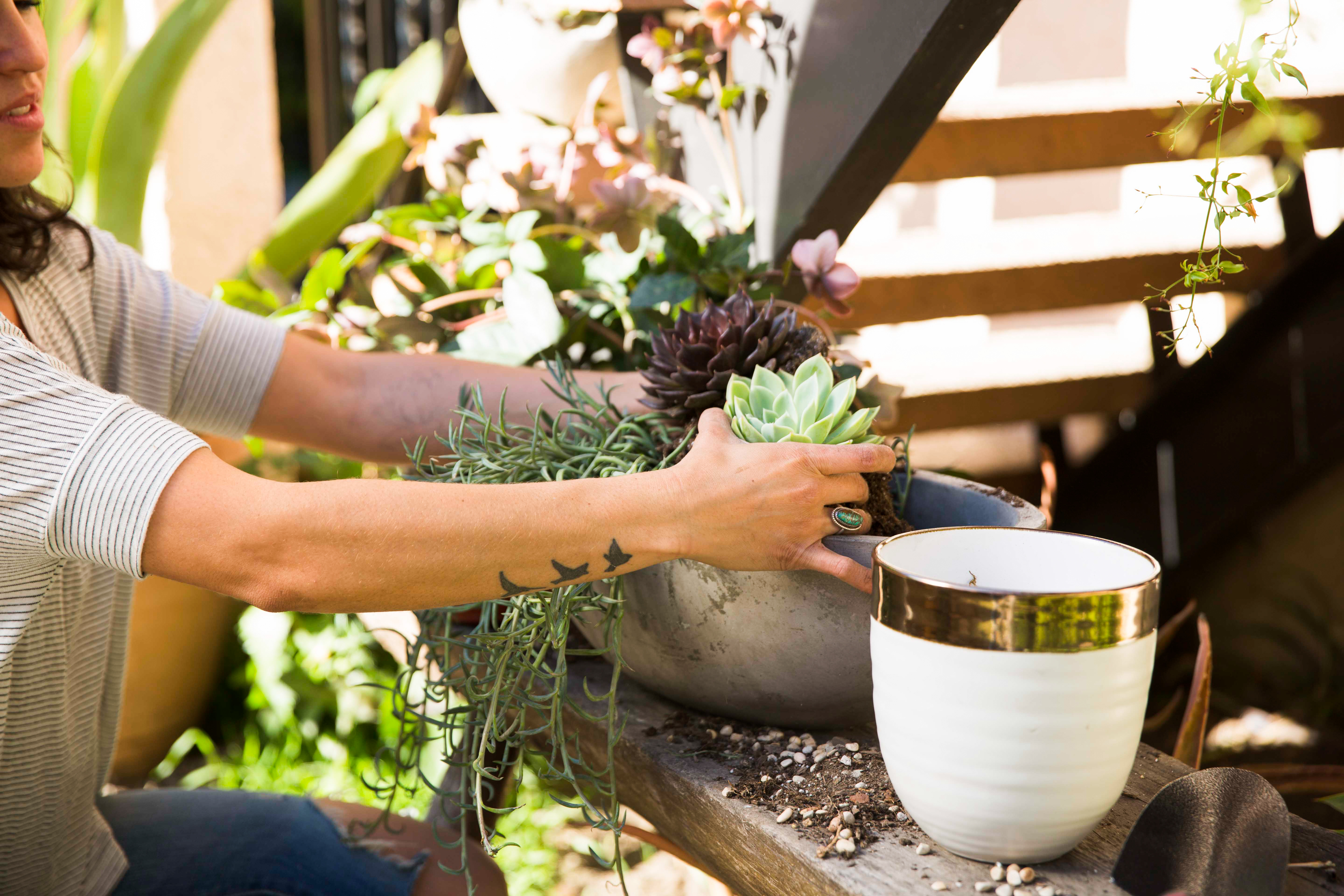 Person's hands arranging succulents into a planter beside a gold-rimmed white pot outdoors