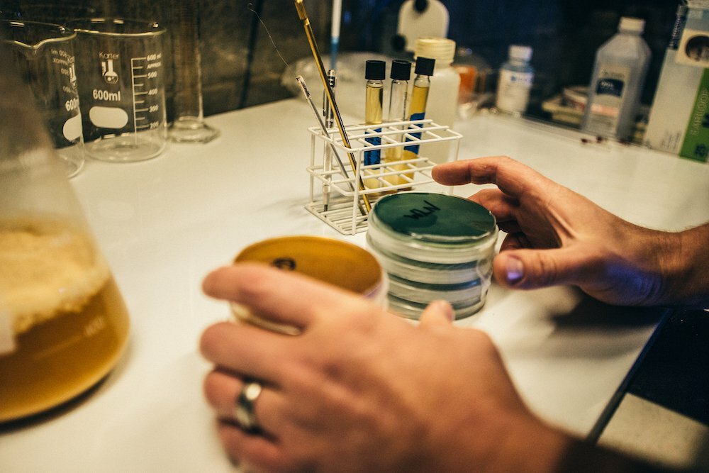 Hands holding a petri dish and flask of yeast beside test tubes in a brewing science lab