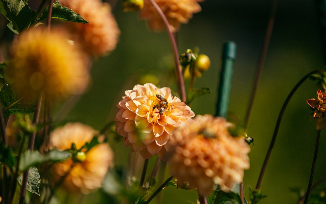 Bee on an orange dahlia bloom in a sunlit garden with soft green background