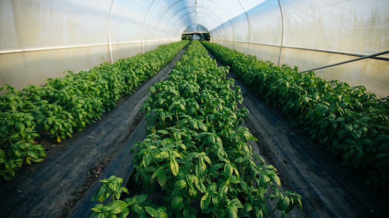 Rows of leafy basil plants growing in a long greenhouse tunnel