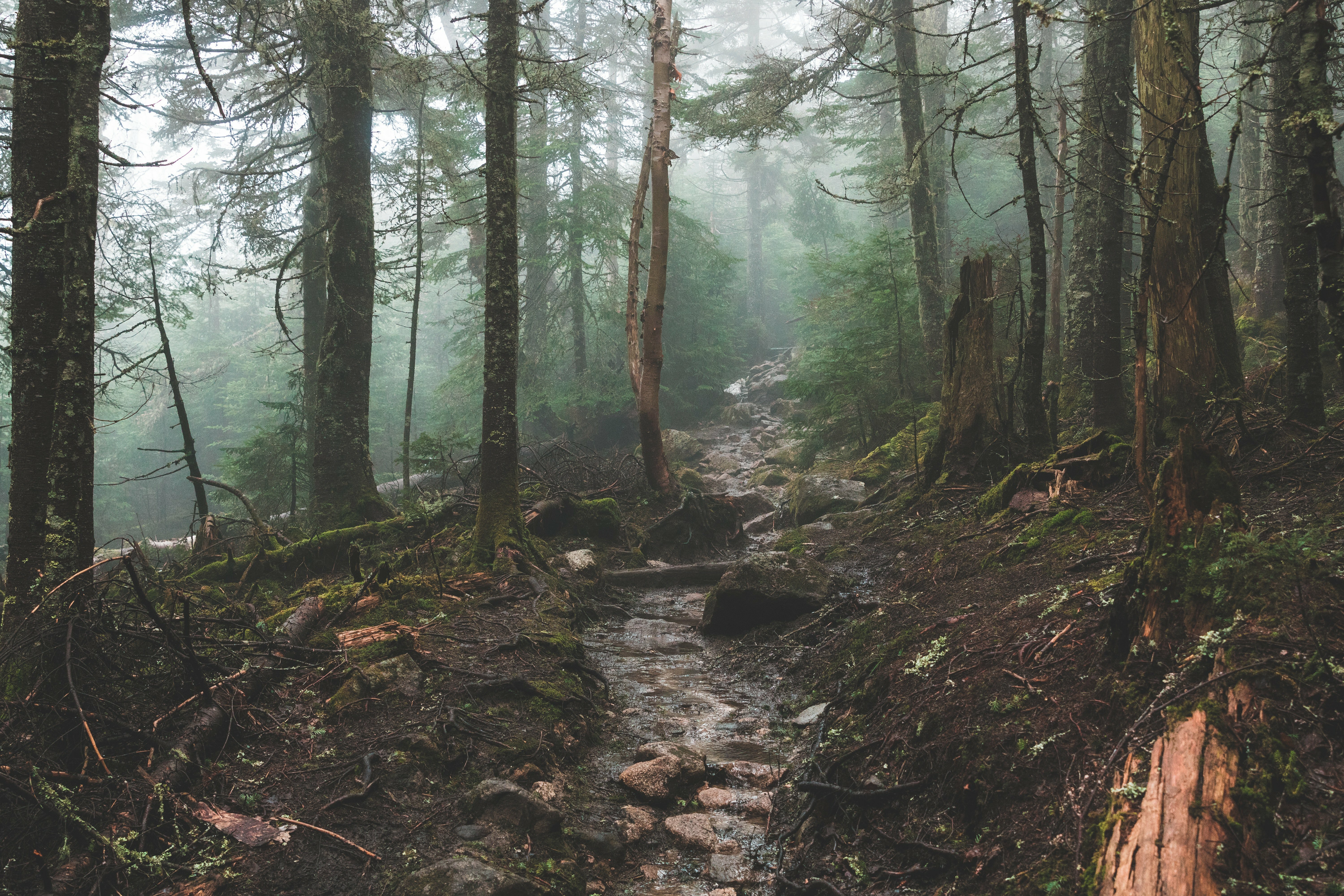 Misty forest with a rocky path winding through moss-covered trees