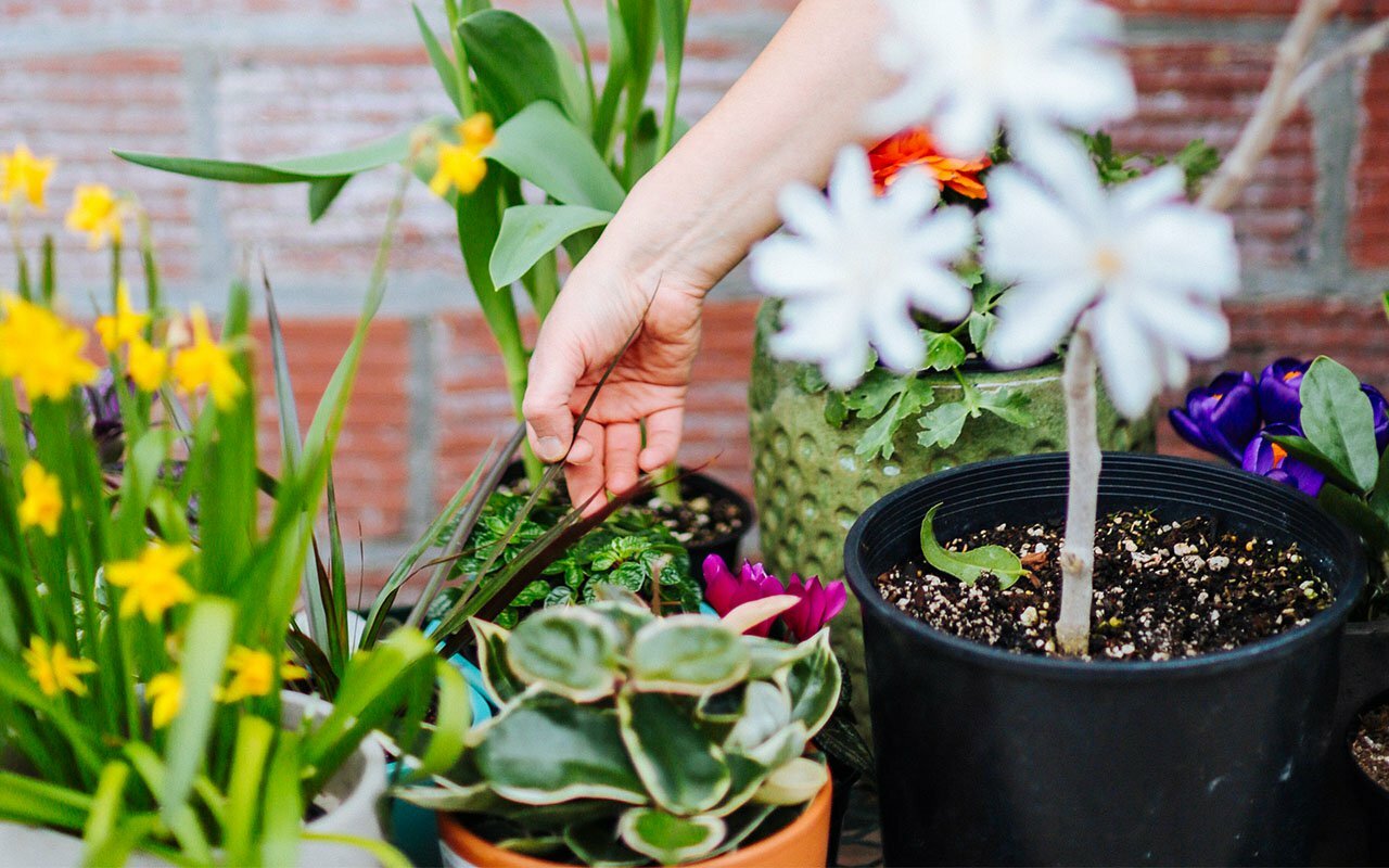 Hand tending potted spring flowers including daffodils and crocuses against a brick wall