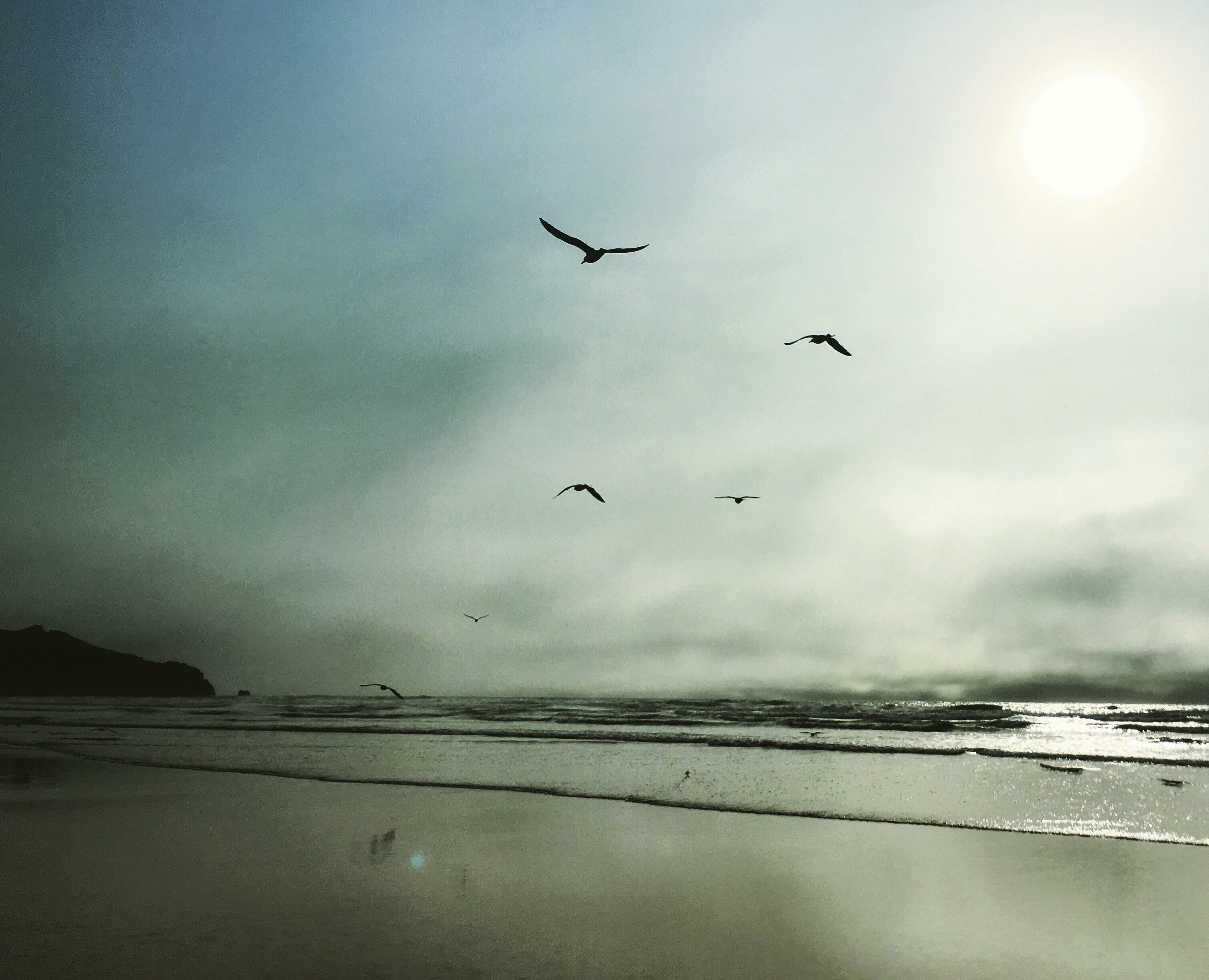 Flock of birds over a misty Oregon beach at low tide with soft sun, evoking the REI OptOutside campaign