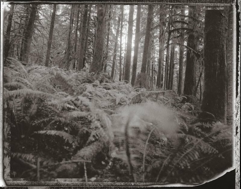 Black-and-white forest scene of ferns and tall trees by photographer Trask Bedortha